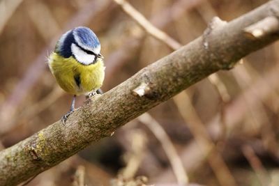 Close-up of bird perching on branch