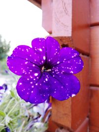 Close-up of purple flower