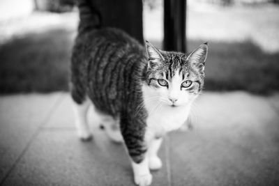 Portrait of cat standing on footpath 