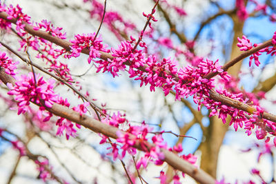 Low angle view of pink cherry blossoms in spring