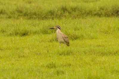 Bird perching on a field