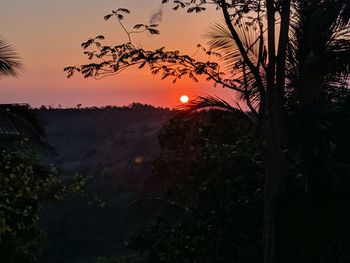 Silhouette trees against sky during sunset