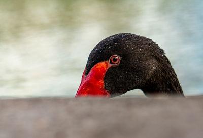 Close-up of swan