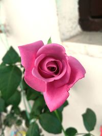 Close-up of pink rose blooming outdoors