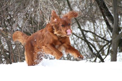 Dog running on snow covered land