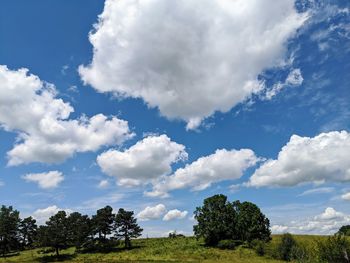 Trees on field against sky