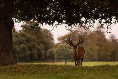 View of deer on field
