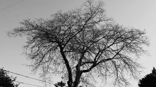 Low angle view of tree against sky