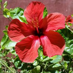 Close-up of red hibiscus blooming outdoors