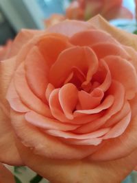 Close-up of rose flower