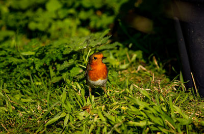 Close-up of bird perching on grass