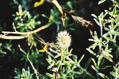 Close-up of white flowers on field