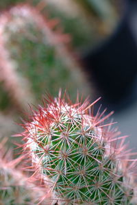 Close-up of cactus plant