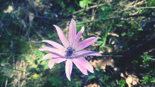 Close-up of flower blooming outdoors