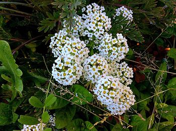 Close-up of white flowers blooming outdoors