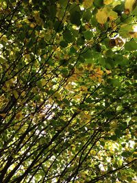 Low angle view of tree