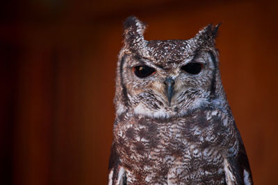 Close-up portrait of owl