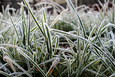 Close-up of grass on field during winter