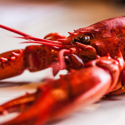 Close up of red crab