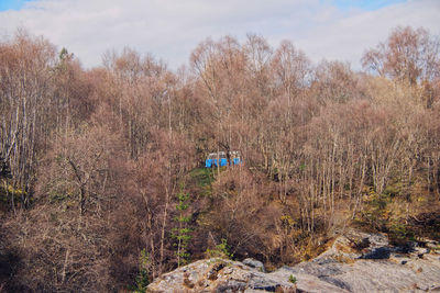 Trees in forest