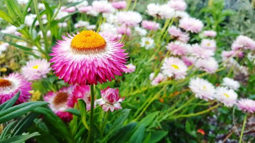 Close-up of pink flowers