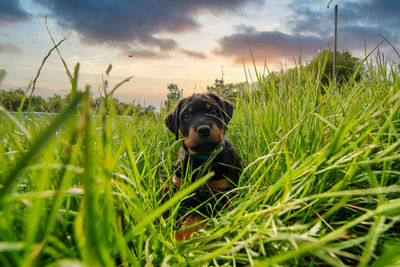 Dog in a field