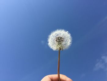 Close-up of dandelion flower