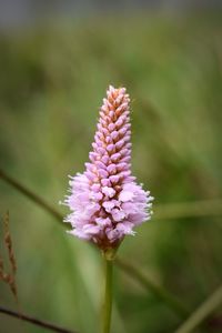 Close-up of purple flower blooming outdoors