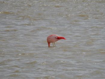 Bird in water