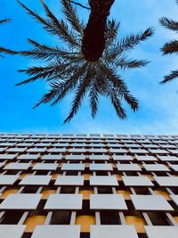 Low angle view of palm tree against blue sky