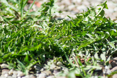 Close-up of fresh green plants