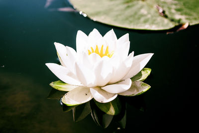 Close-up of lotus water lily in lake