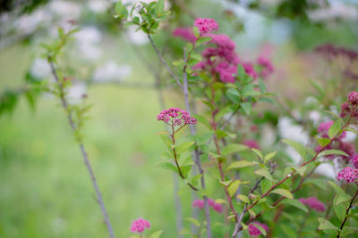 Close-up of pink flowers blooming outdoors