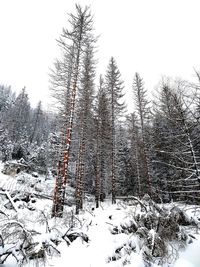 Snow covered trees on field against sky