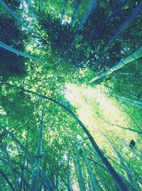 Low angle view of bamboo trees in forest