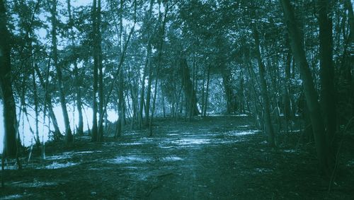 Trees in forest