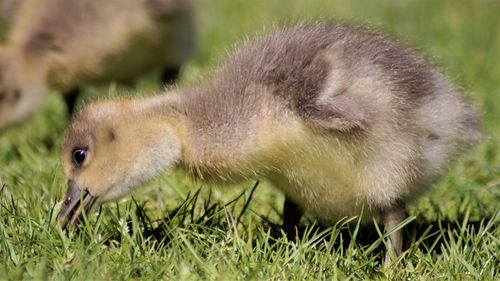 Close-up of a bird on field