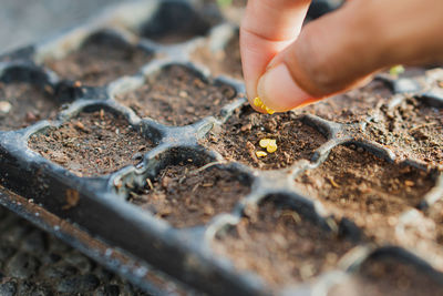 Cropped hand of person planting sapling