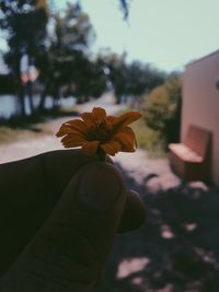 Close-up of hand holding flower against blurred background