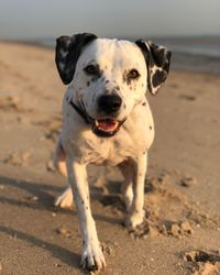 Portrait of dog standing on beach