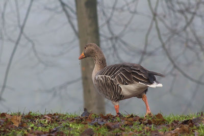 Close-up of bird