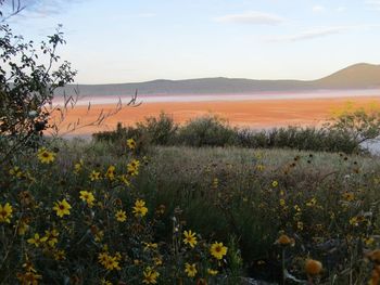 Scenic view of grassy field against sky during sunset