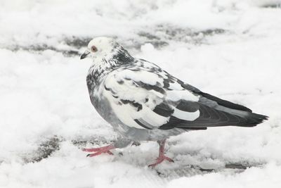 Close-up of bird perching on snow