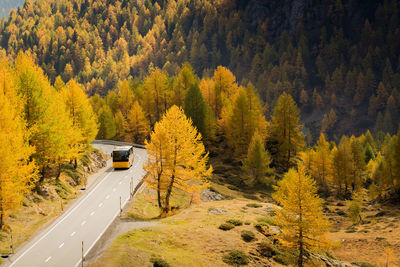 Road amidst trees in forest during autumn