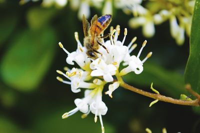 Close-up of white flower