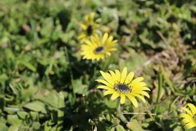 Close-up of yellow flowers blooming outdoors