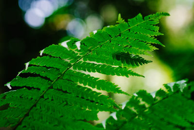 Close-up of plant leaves