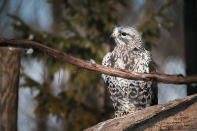 Low angle view of owl perching on wooden post