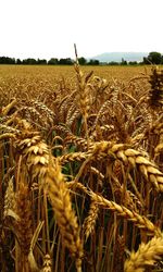 Close-up of wheat field against clear sky