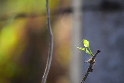 Close-up of plant growing outdoors